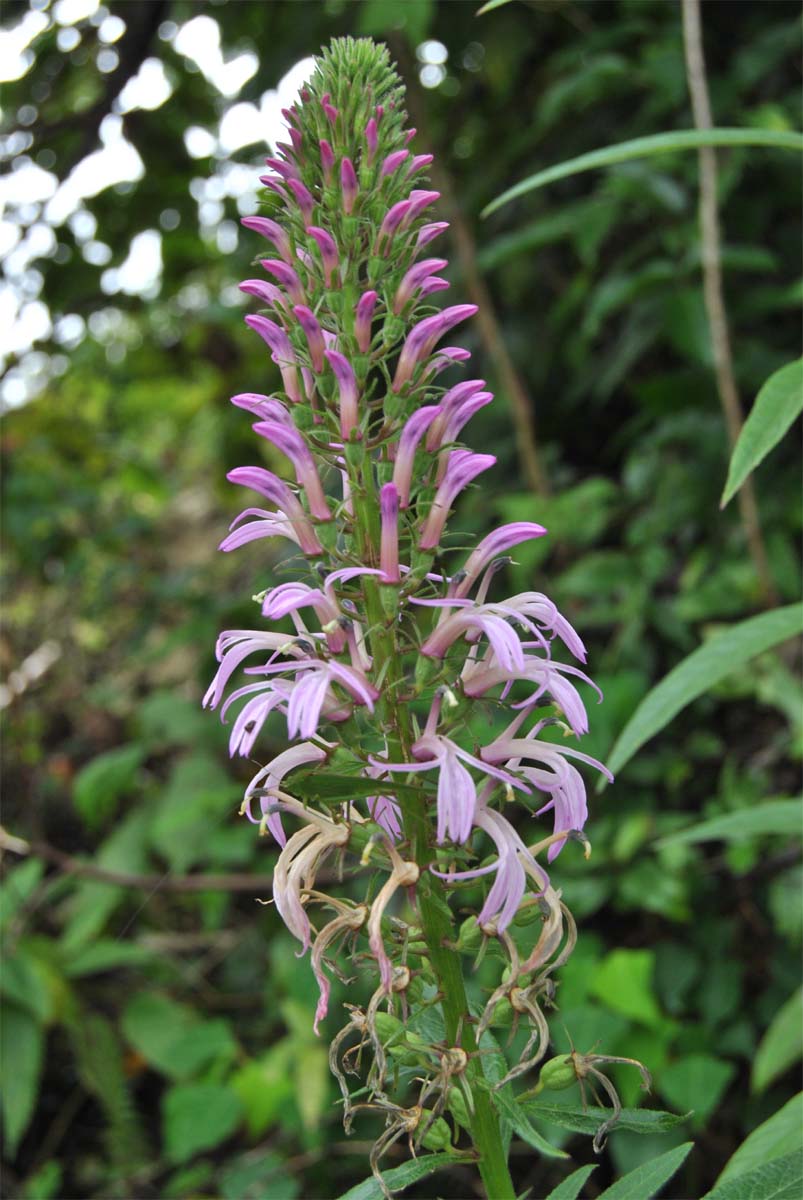 Изображение особи Lobelia fistulosa.