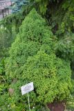 Picea glauca