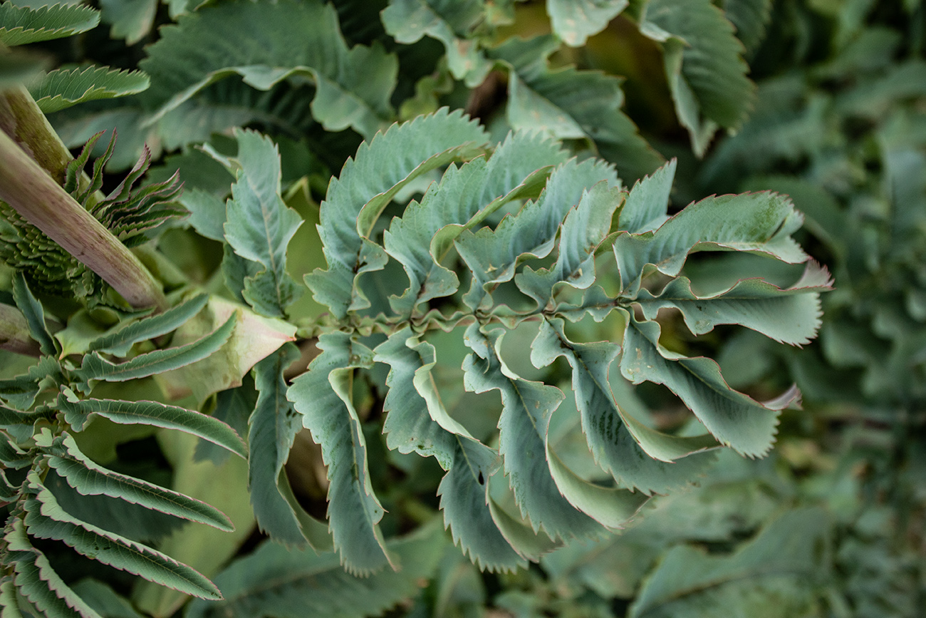 Image of Melianthus major specimen.