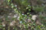 Lappula squarrosa