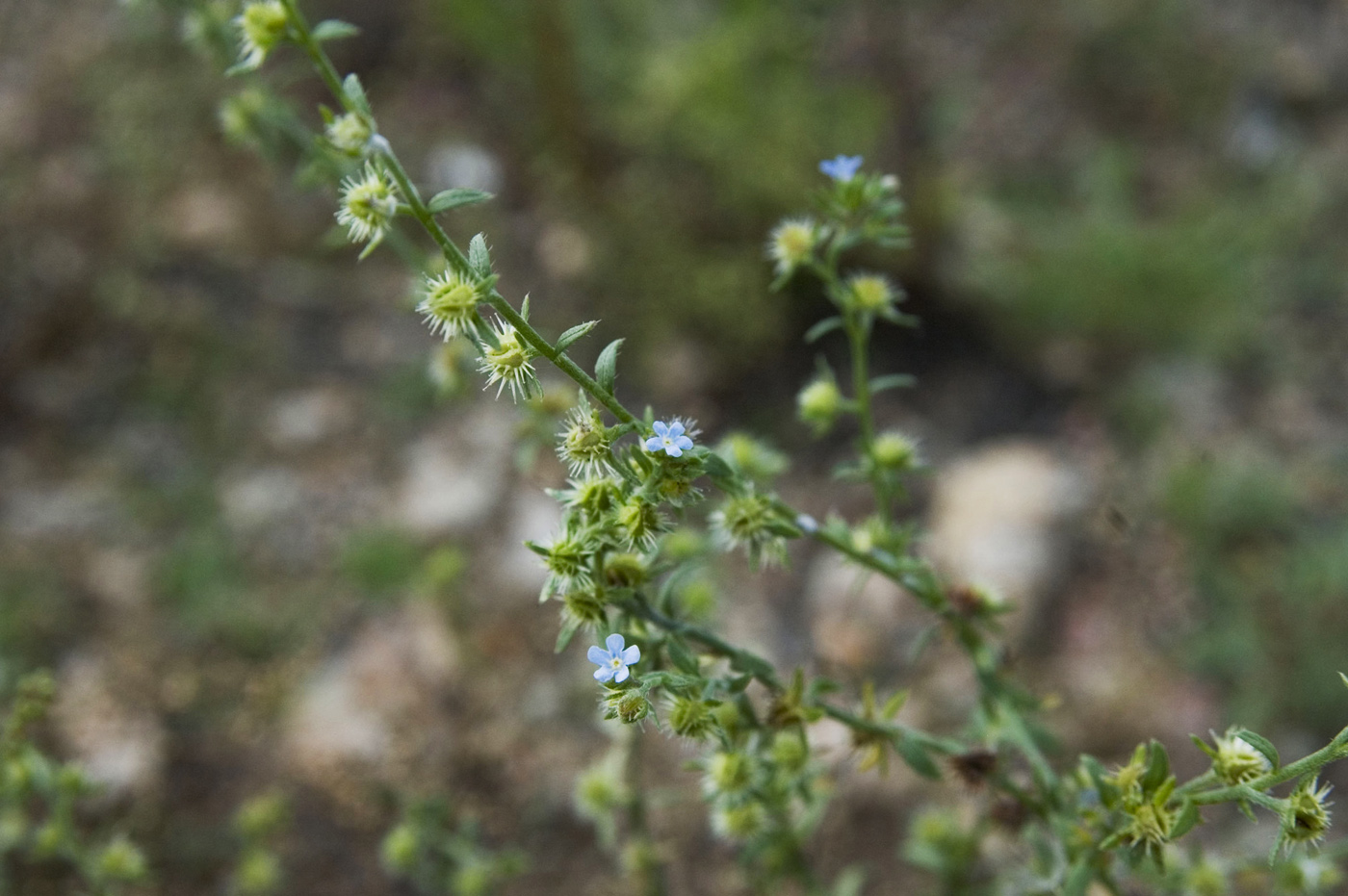 Image of Lappula squarrosa specimen.