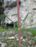 Valeriana tuberosa