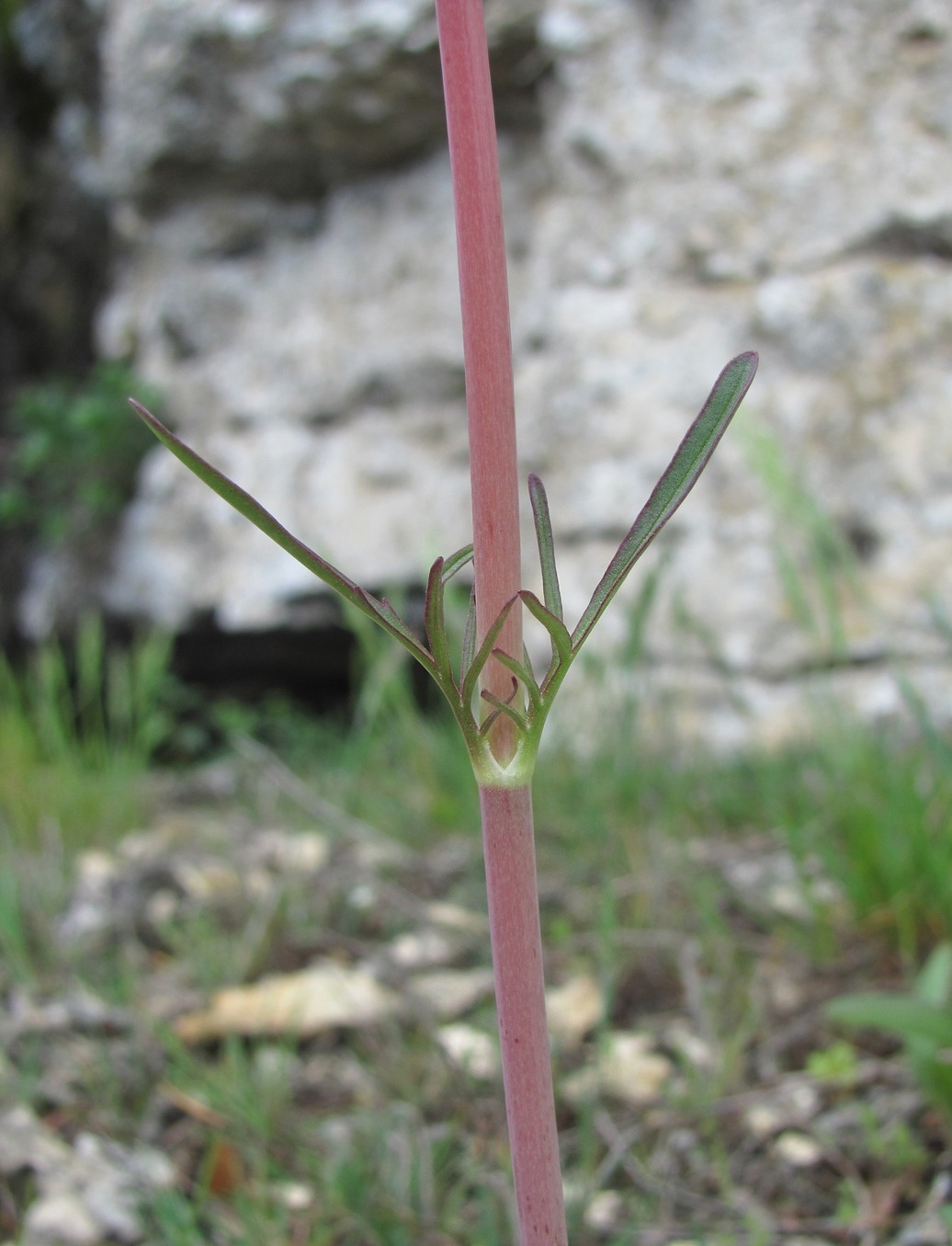 Изображение особи Valeriana tuberosa.