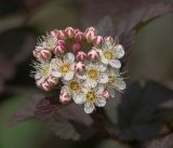 Physocarpus opulifolius. Соцветие с бутонами и раскрывшимися цветками (краснолистная форма). Московская обл., Раменский р-н, окр. ж.-д. платформы Хрипань, дача. 03.06.2019.