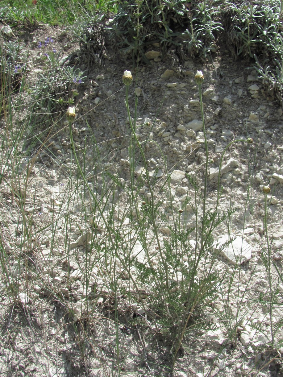 Image of Anthemis fruticulosa specimen.