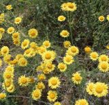 Anthemis tinctoria