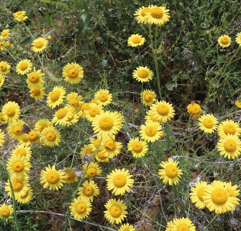 Image of Anthemis tinctoria specimen.