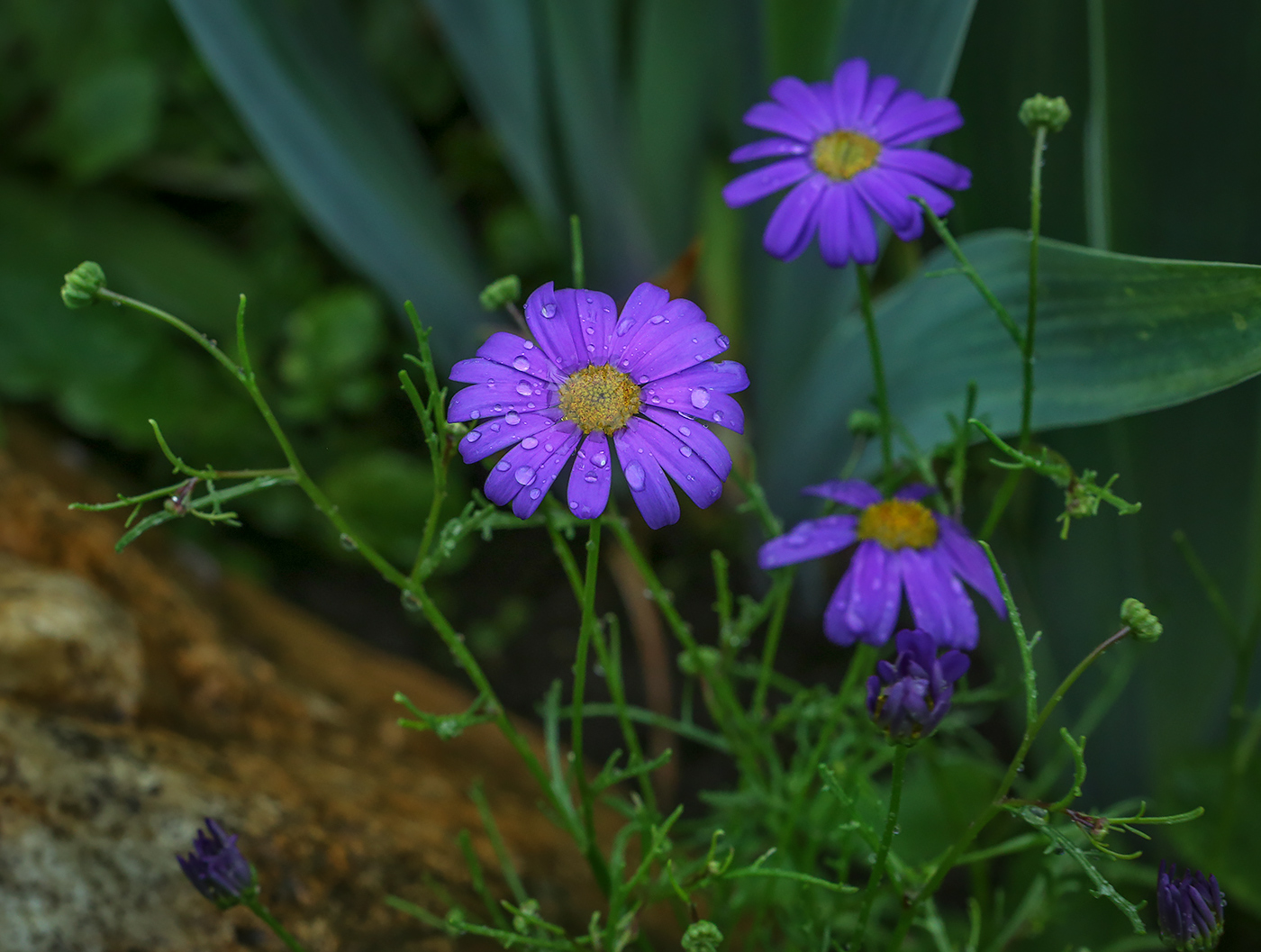 Изображение особи Brachyscome multifida.