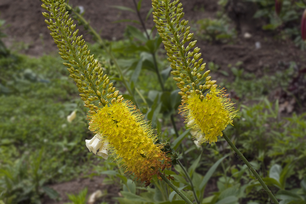 Изображение особи Eremurus stenophyllus.