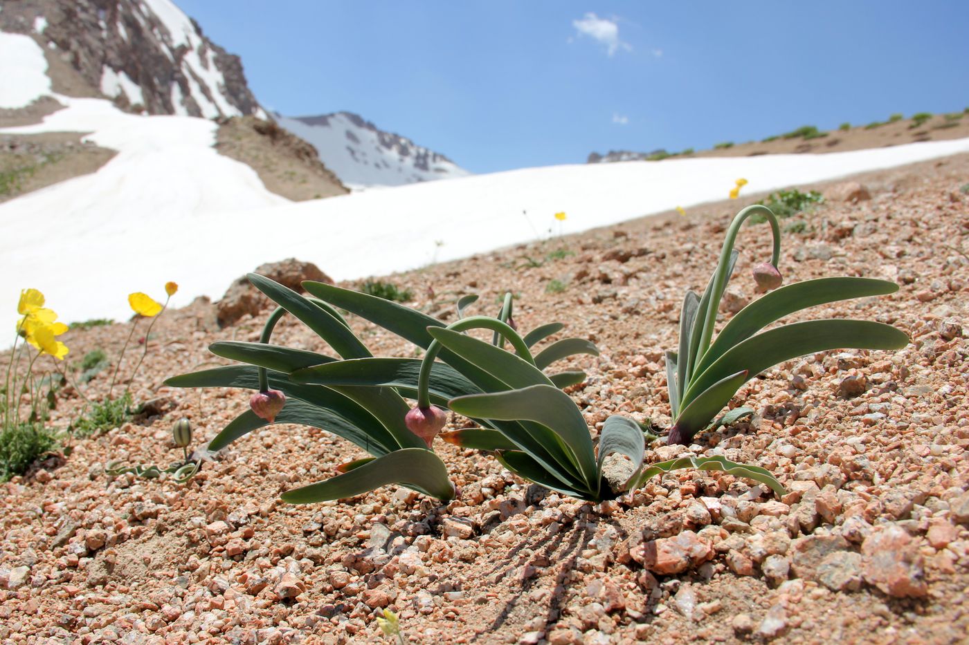 Image of Allium carolinianum specimen.