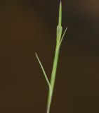 Parapholis filiformis
