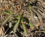 Potentilla humifusa. Листья. Татарстан, г. Бавлы, опушка сосняка. 07.07.2010.