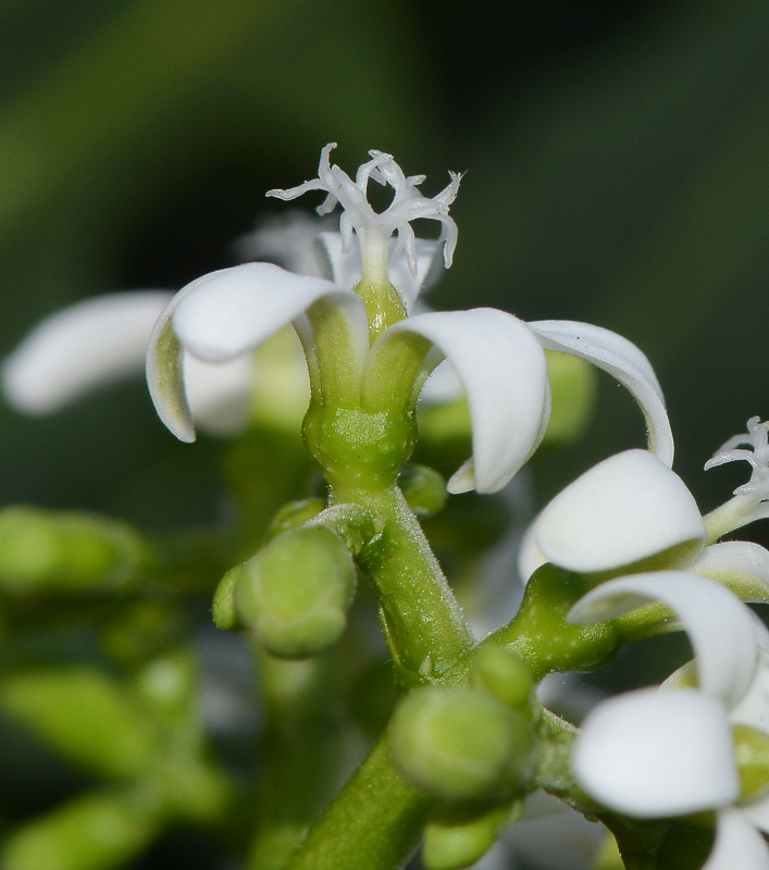 Изображение особи Cnidoscolus aconitifolius.