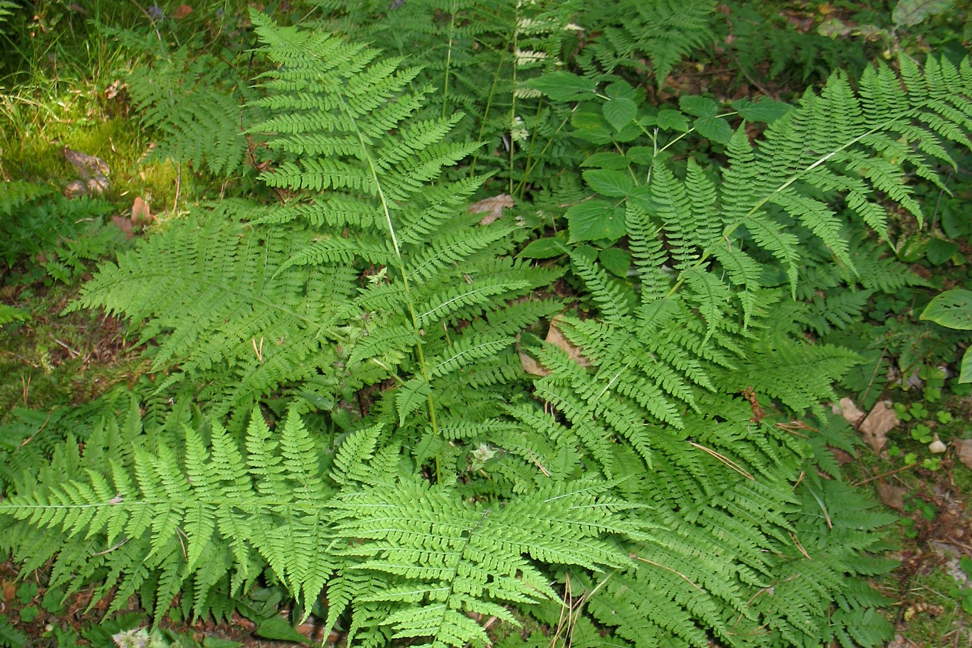 Image of Athyrium filix-femina specimen.