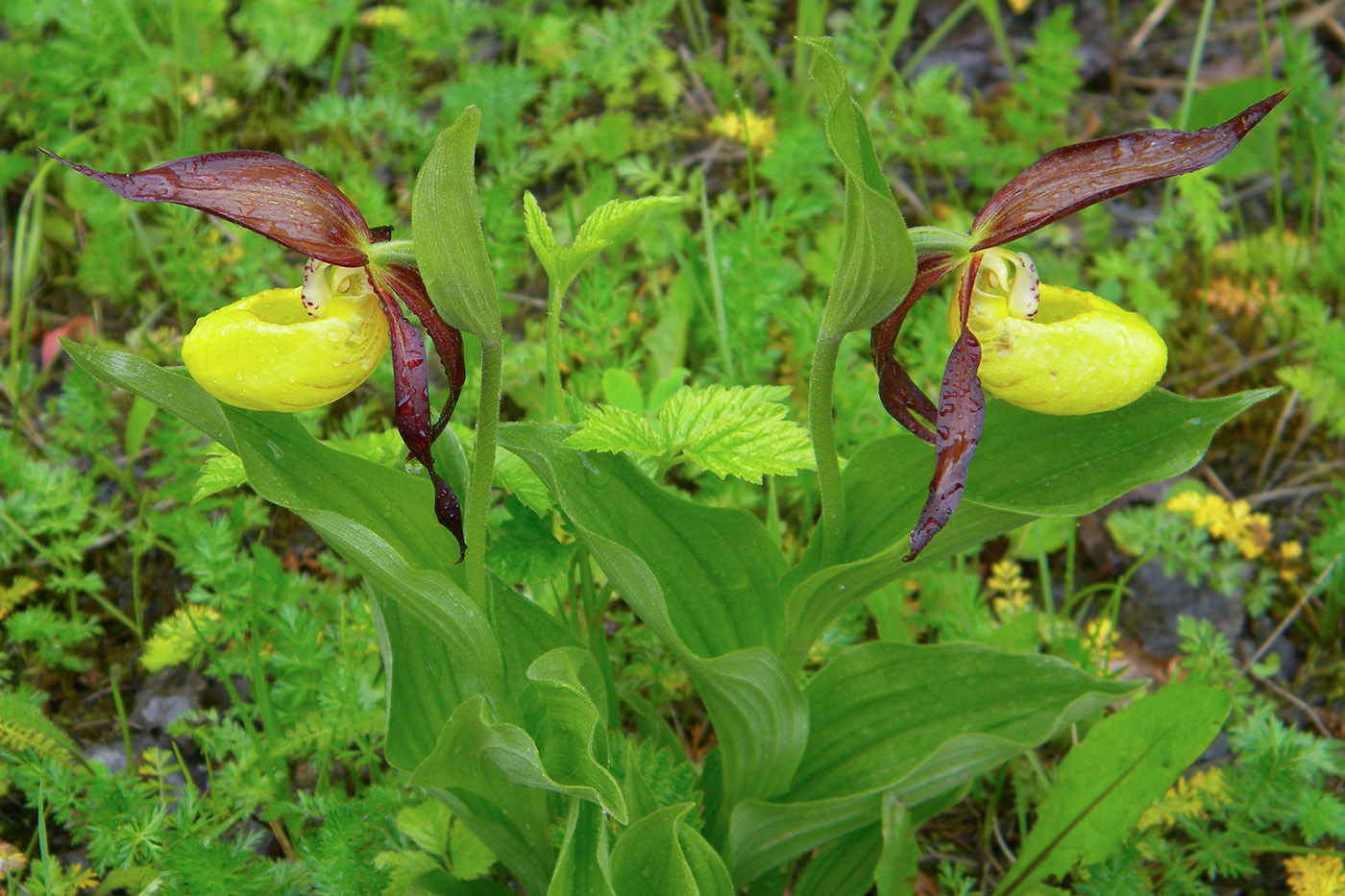 Image of Cypripedium calceolus specimen.