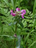 Pedicularis resupinata