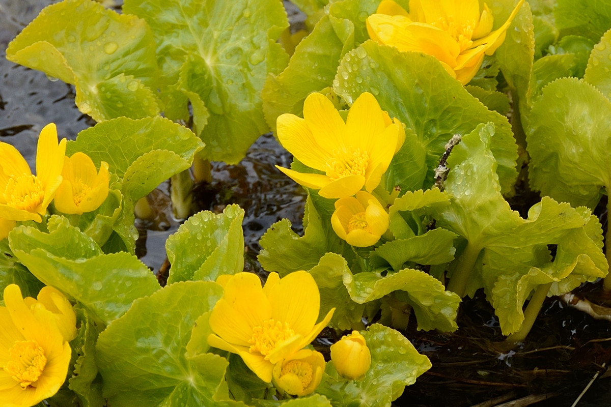 Изображение особи Caltha polypetala.