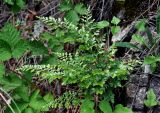 Asplenium ruta-muraria