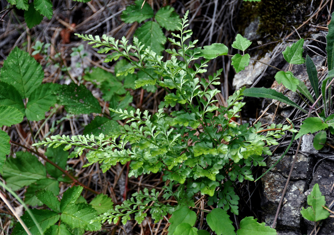 Изображение особи Asplenium ruta-muraria.