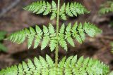 Dryopteris expansa