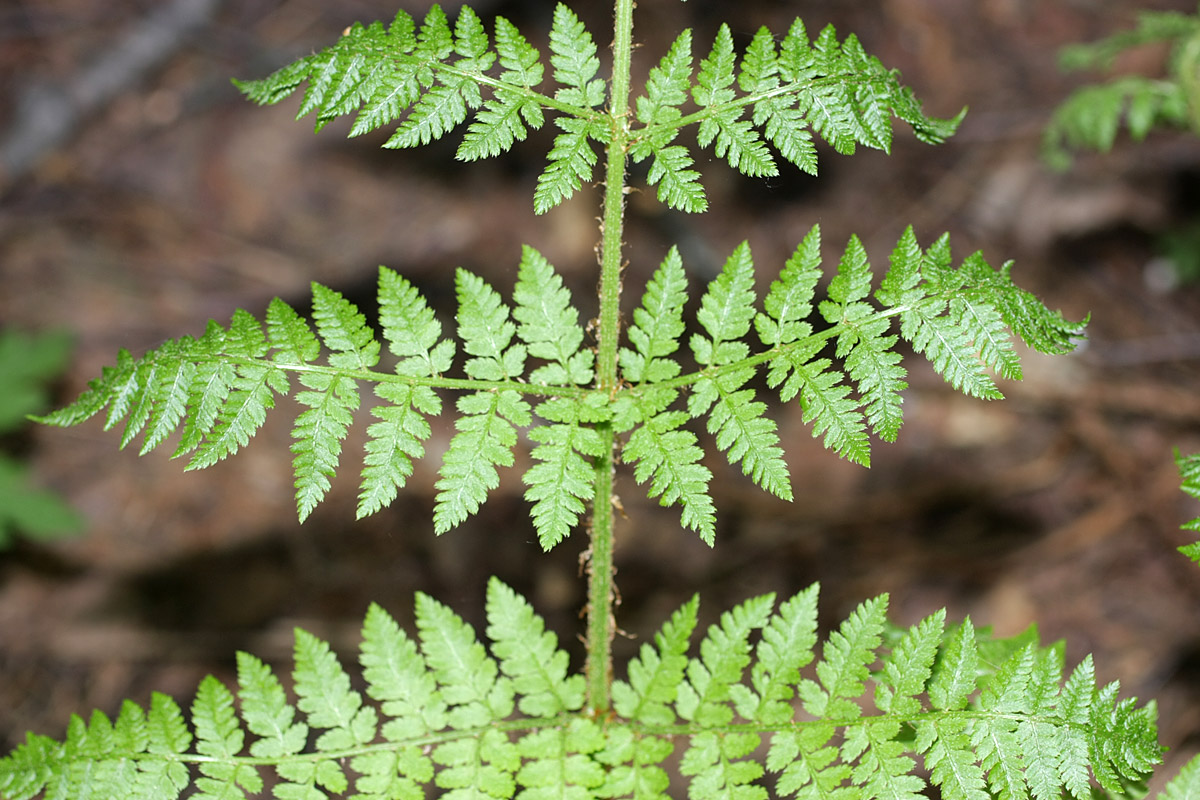 Image of Dryopteris expansa specimen.