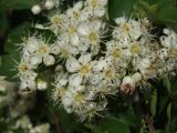 Crataegus pentagyna