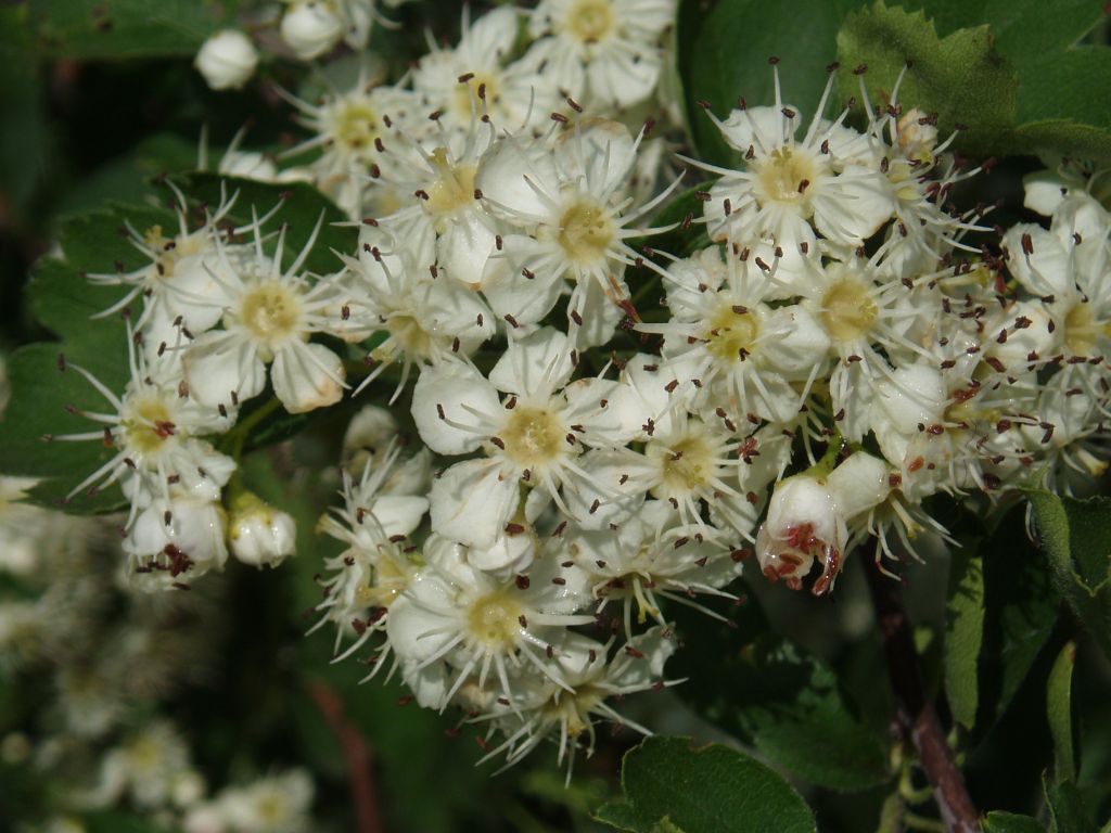 Изображение особи Crataegus pentagyna.