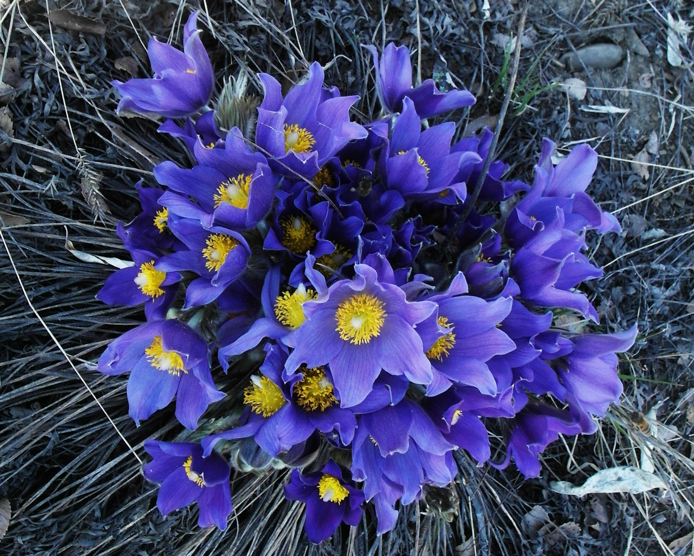 Image of Pulsatilla multifida specimen.