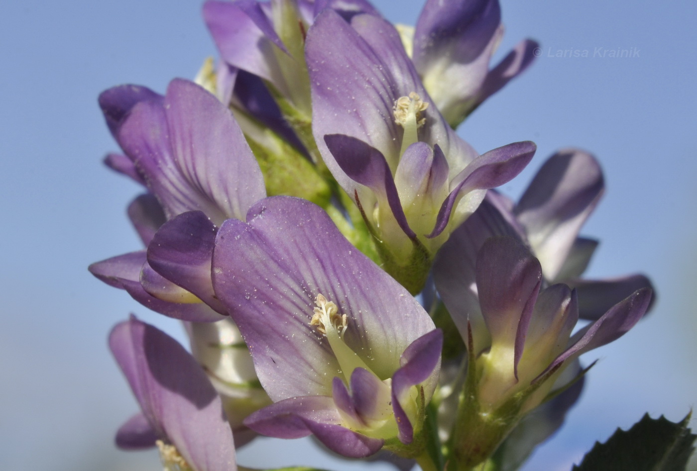 Image of Medicago × varia specimen.