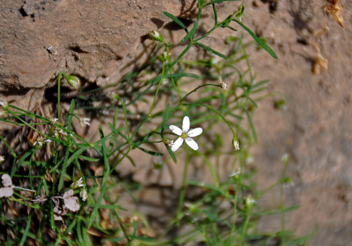 Image of genus Moehringia specimen.