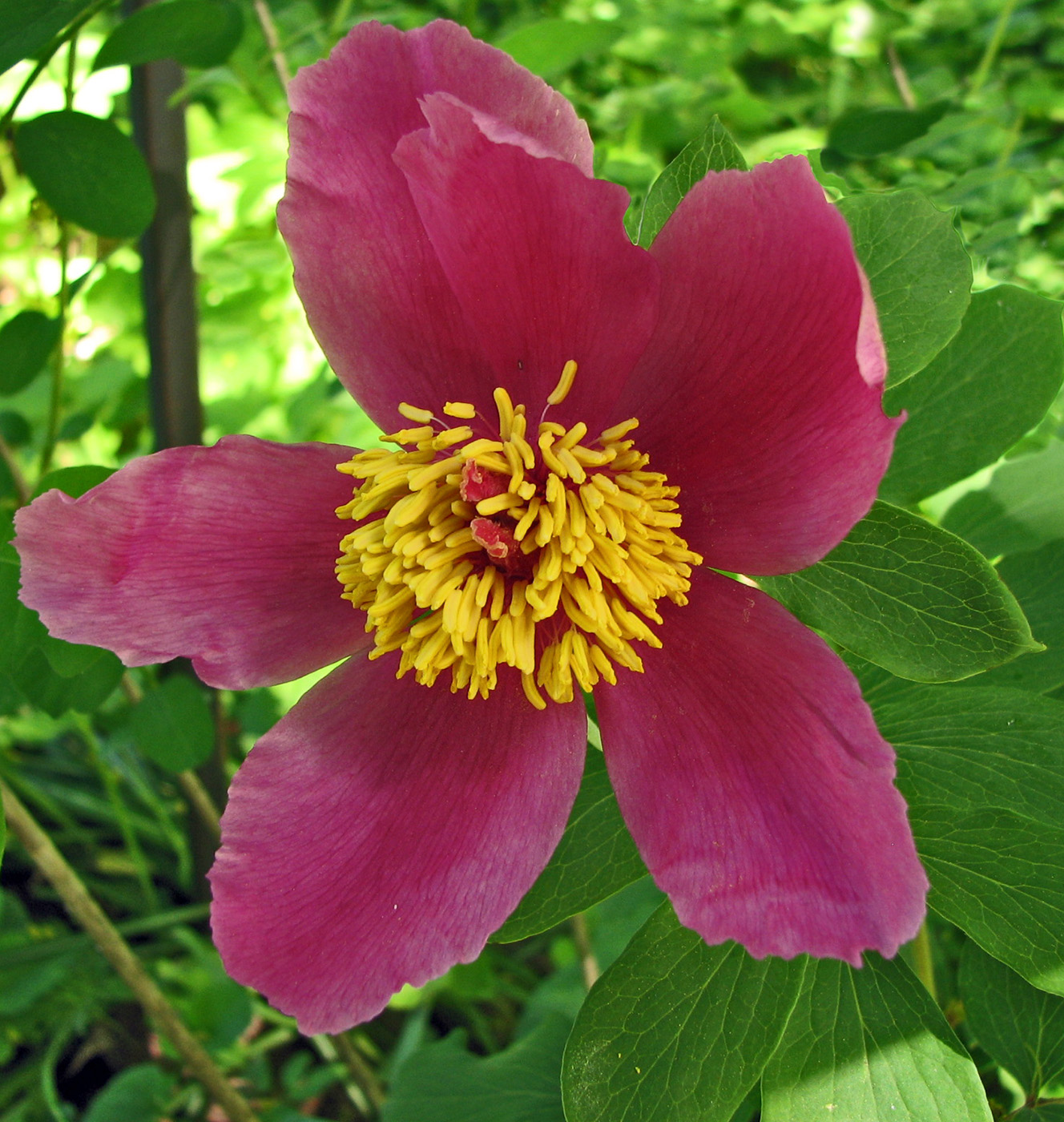 Изображение особи род Paeonia.