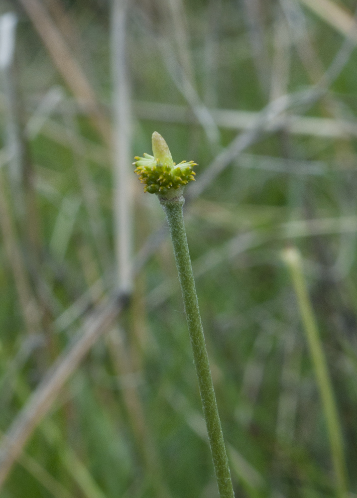 Изображение особи Ranunculus bullatus.