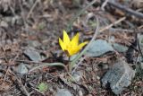 Tulipa uniflora