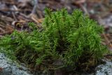 Bryopsida