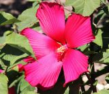 Hibiscus coccineus
