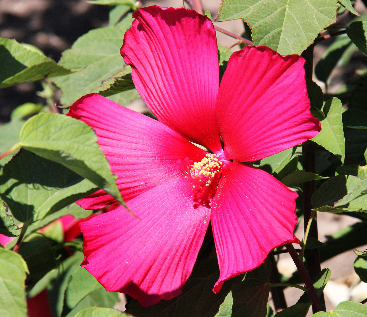 Image of Hibiscus coccineus specimen.