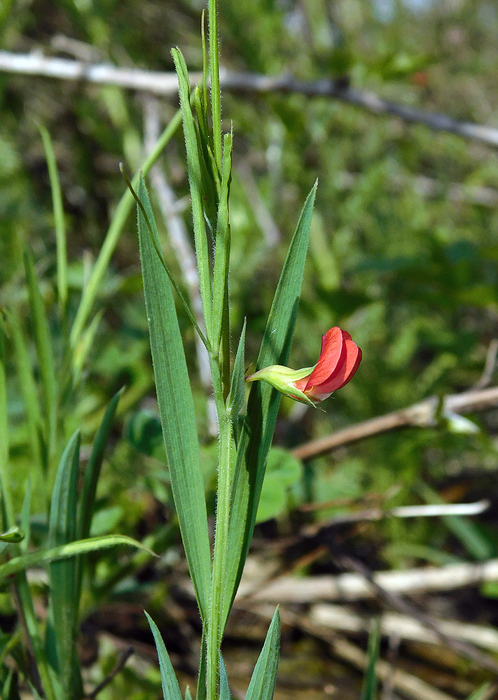 Изображение особи Lathyrus sphaericus.