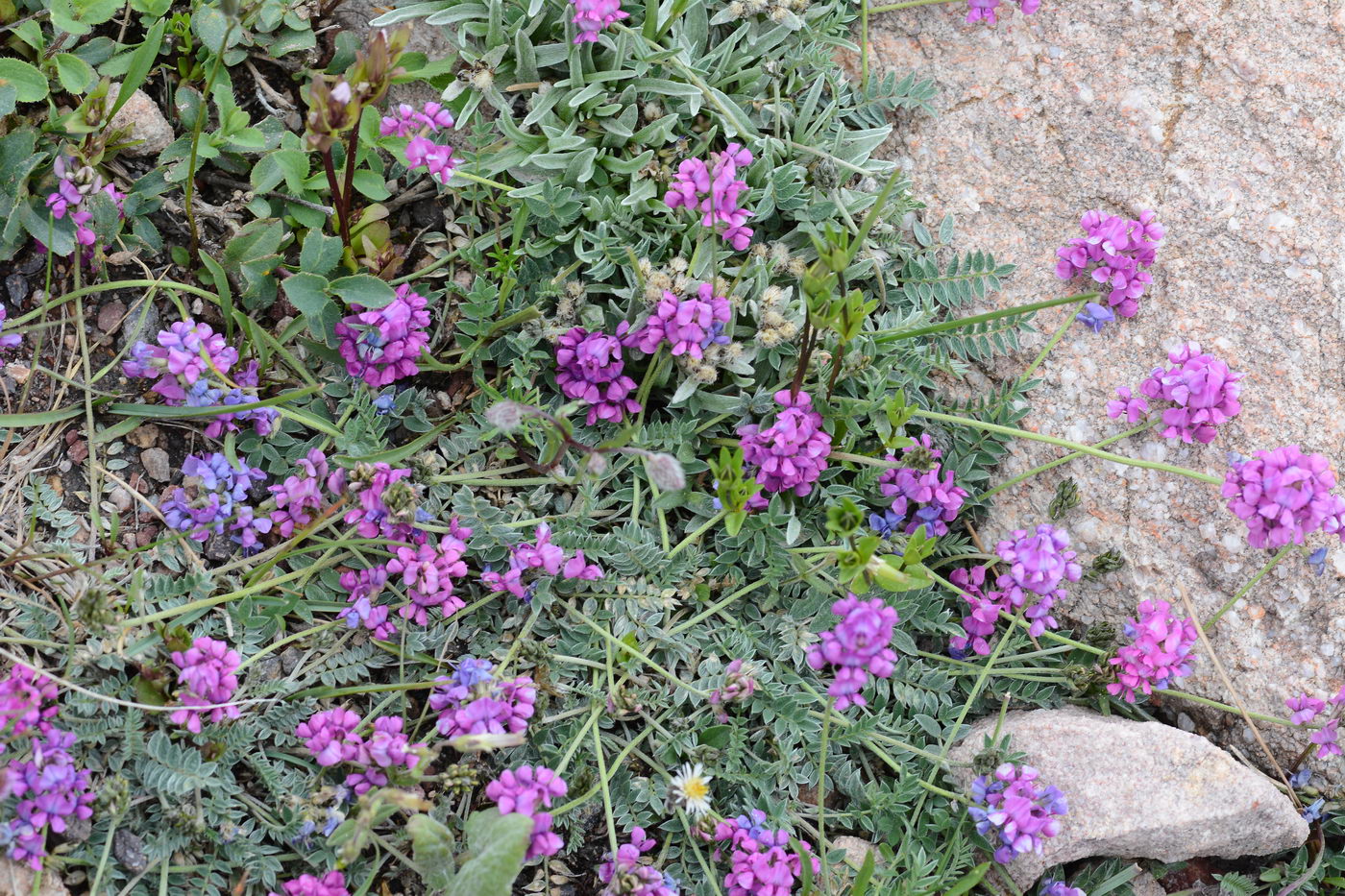 Изображение особи Oxytropis lapponica.