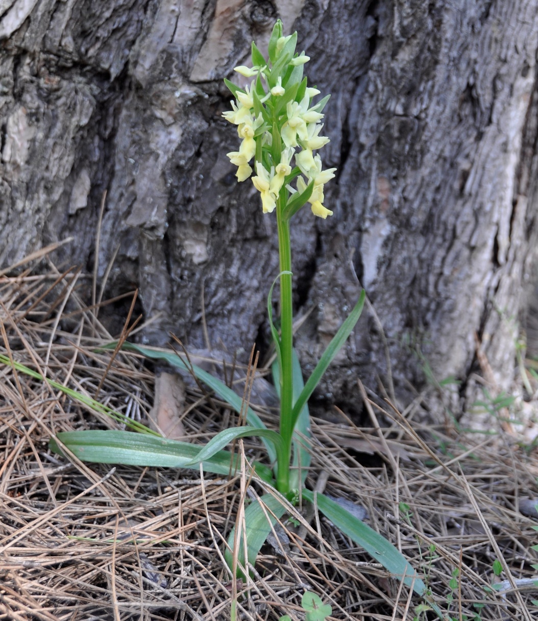 Изображение особи Dactylorhiza romana.