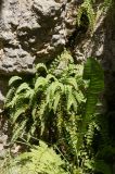 Asplenium viride