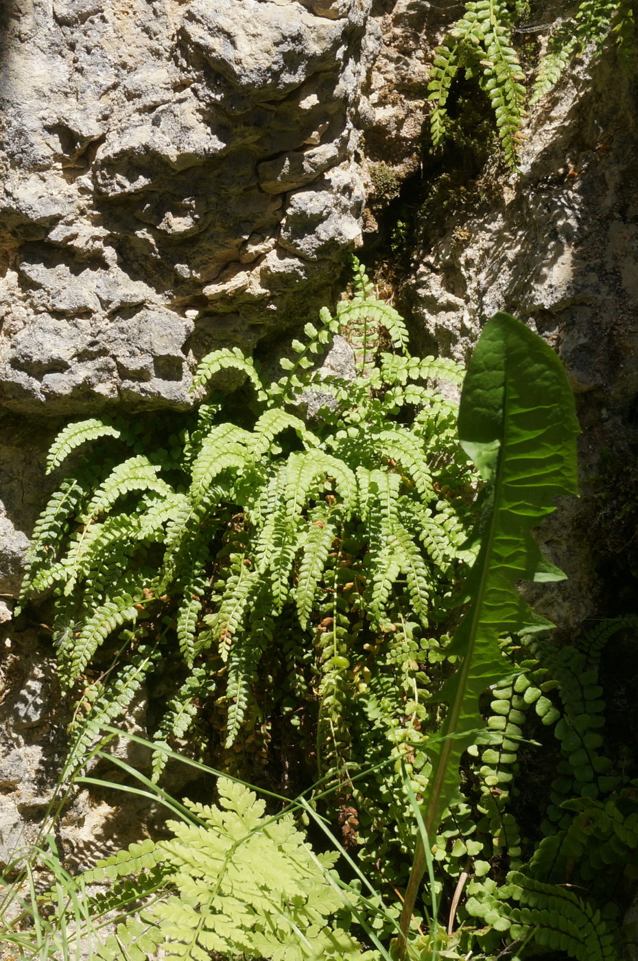 Изображение особи Asplenium viride.