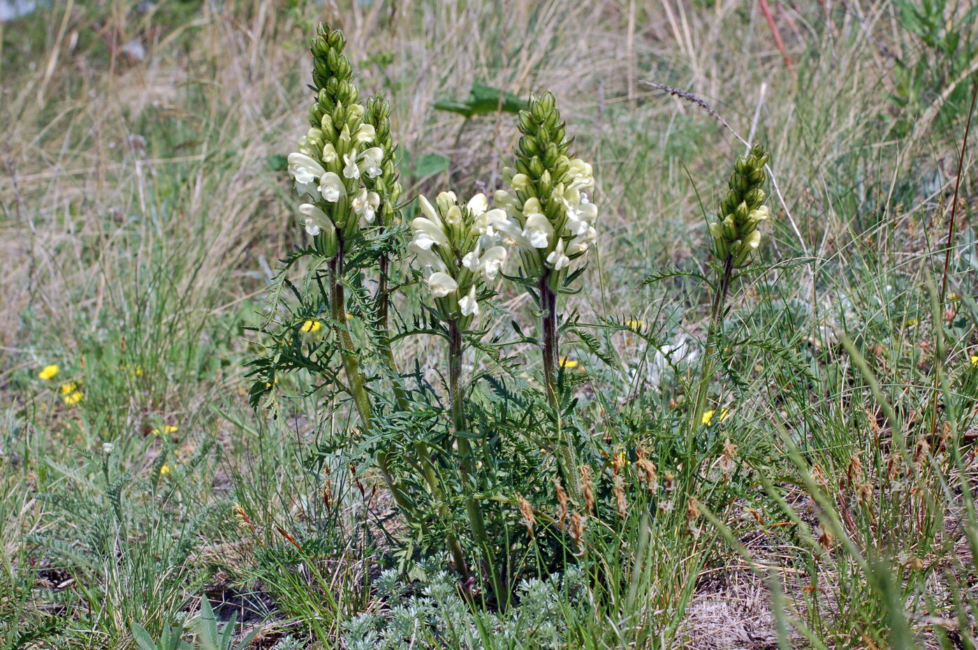 Изображение особи Pedicularis uralensis.