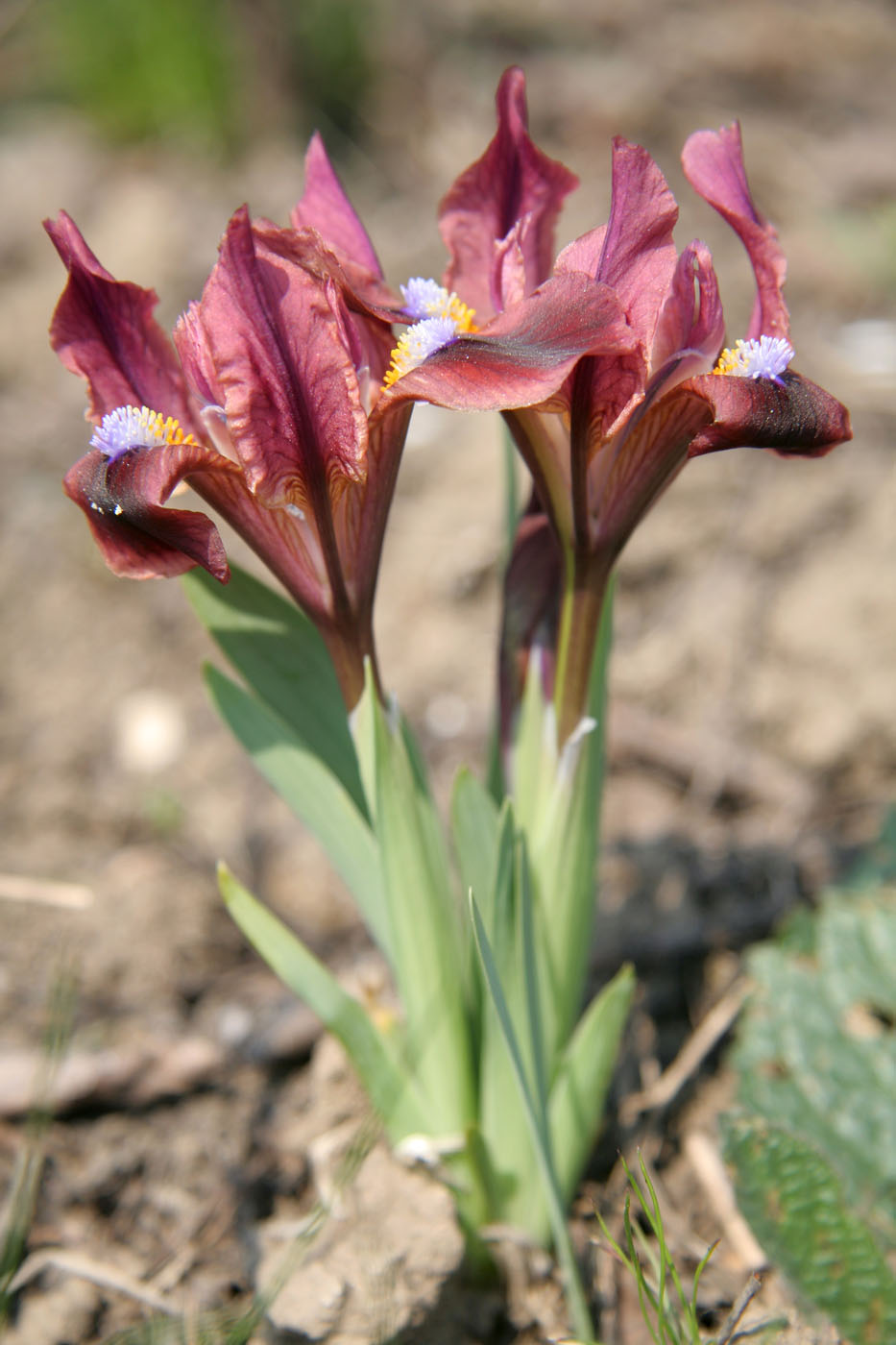 Image of Iris pumila specimen.