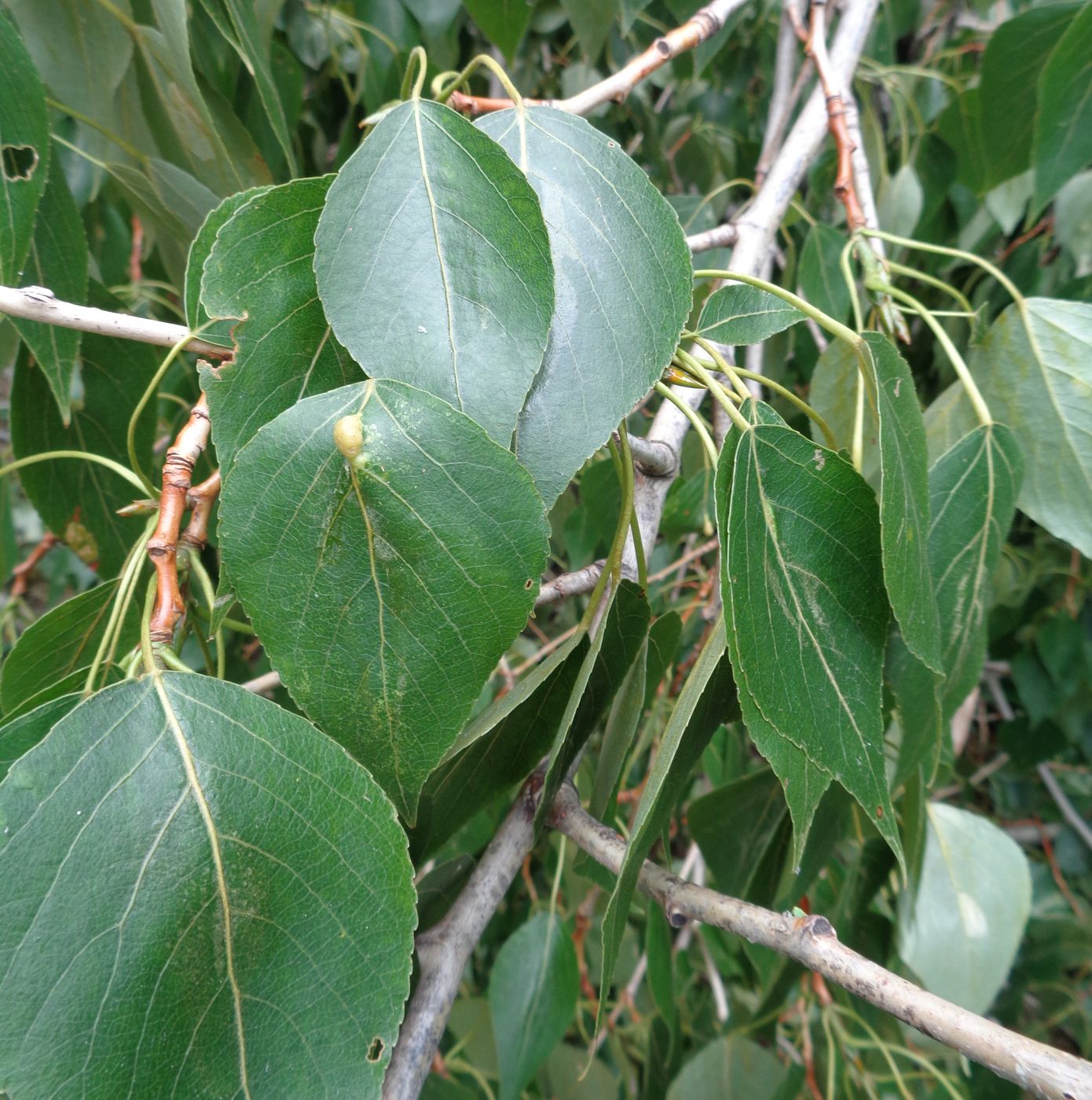 Image of Populus &times; sibirica specimen.