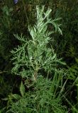 Artemisia macrantha