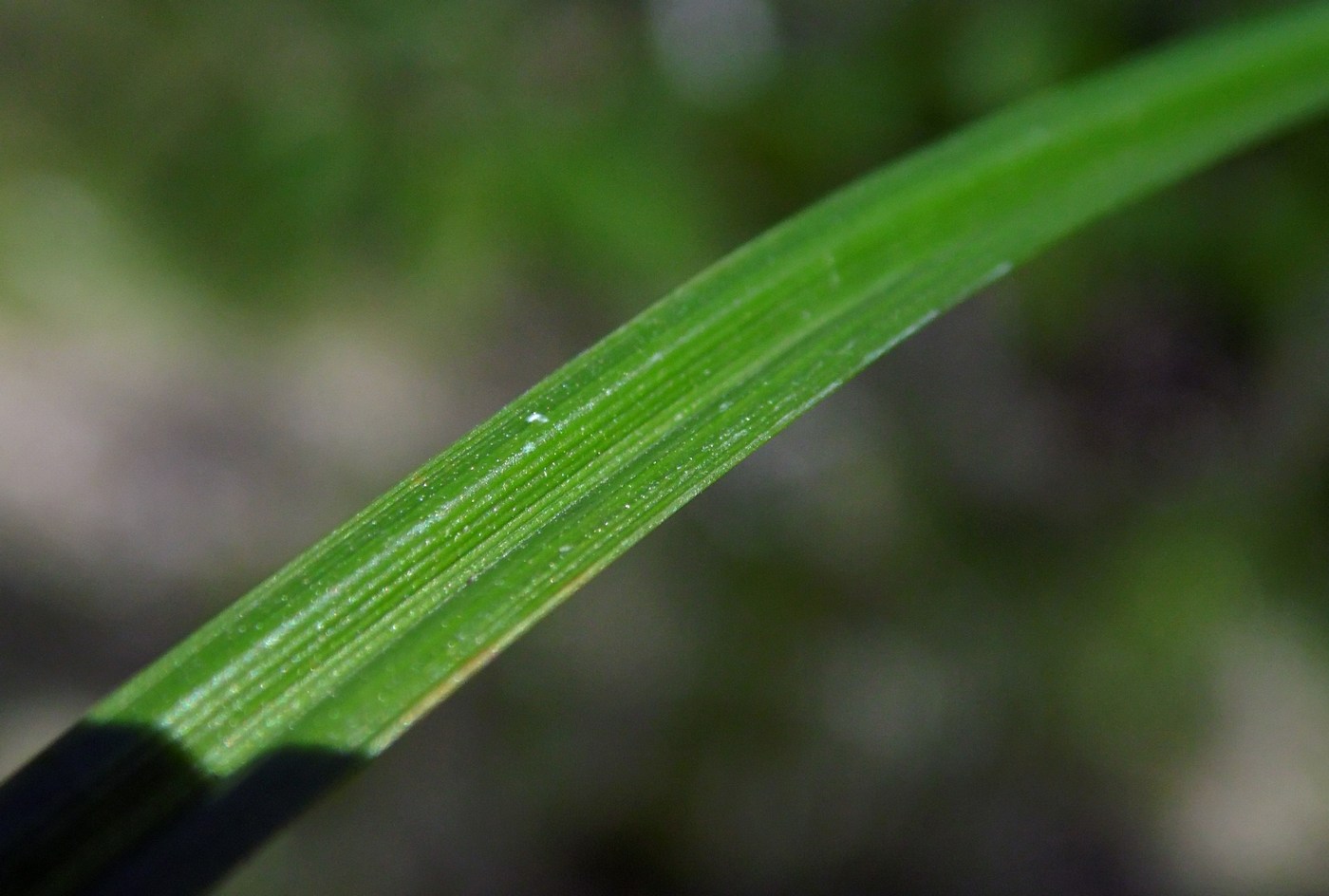 Image of Carex sylvatica specimen.