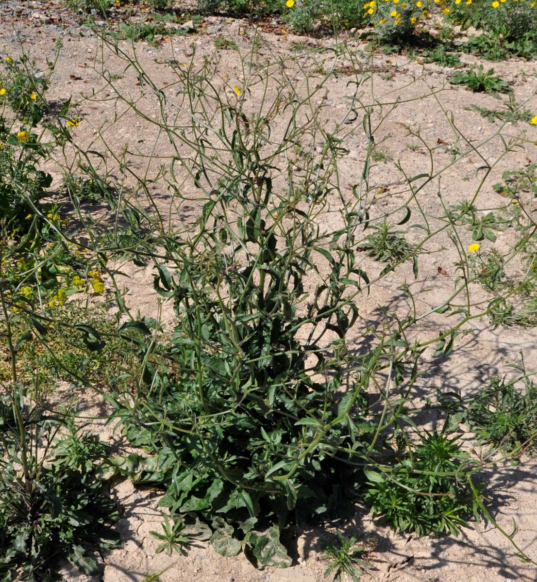 Image of Picris rhagadioloides specimen.