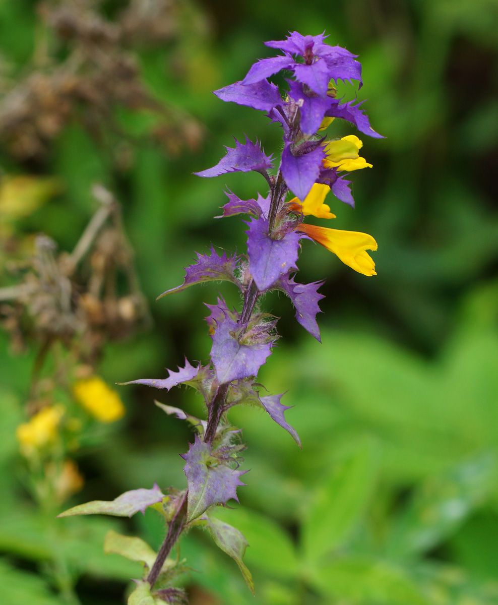 Image of Melampyrum nemorosum specimen.