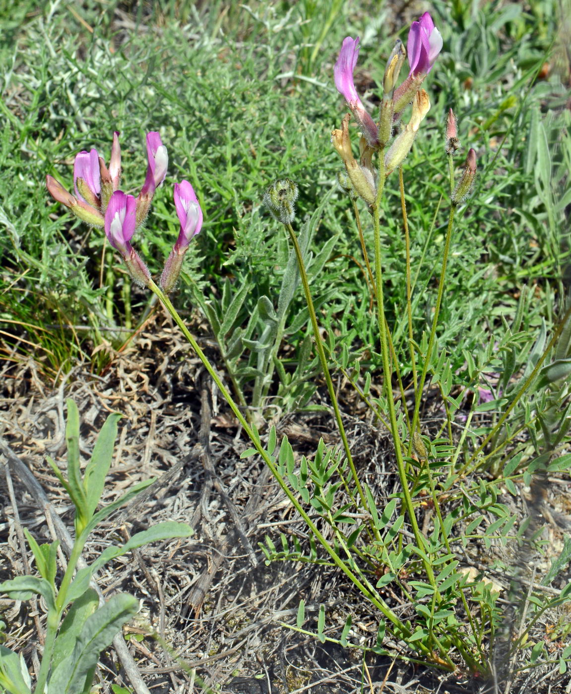 Изображение особи Astragalus macropus.