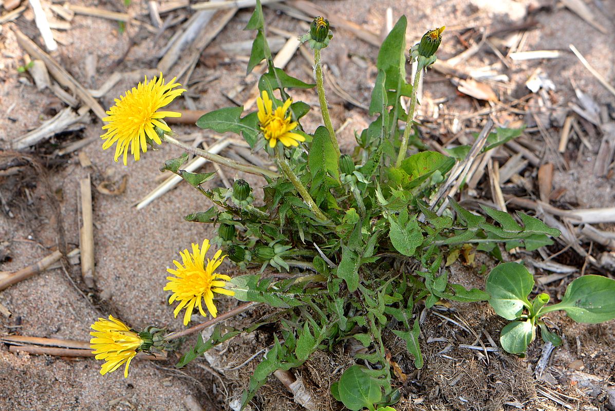 Изображение особи род Taraxacum.